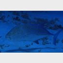 Caranx melampygus Cuvier, 1833