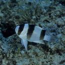 Chrysiptera tricincta (Allen et Randall, 1974)