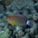 Pomacentrus bankanensis Bleeker, 1853