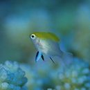 Neoglyphidodon melas (Cuvier, 1830)