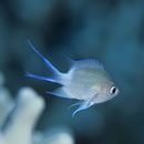 Chromis ovatiformis Fowler, 1946