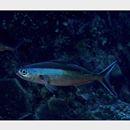 Pterocaesio tile (Cuvier, 1830)