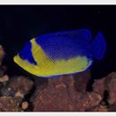 Paracentropyge venusta (Yasuda et Tominaga, 1969)