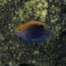 Pomacentrus vaiuli Jordan et Seale, 1906