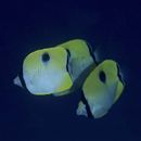 Chaetodon unimaculatus Bloch, 1787