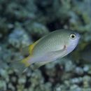 Pomacentrus lepidogenys Fowler et Bean, 1928