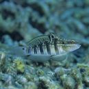 Amblygobius phalaena (Valenciennes, 1837)