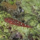 Trimma caesiura Jordan et Seale, 1906