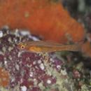 Trimma taylori Lobel, 1979