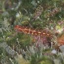 アワセイソハゼ属の1種3(仮)