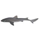 Squalus mitsukurii Jordan et Snyder, 1903