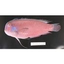 Iniistius verrens (Jordan et Evermann, 1902)