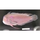 Iniistius verrens (Jordan et Evermann, 1902)