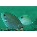 Teixeirichthys jordani (Rutter, 1897)