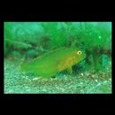 Iniistius pentadactylus (Linnaeus, 1758)