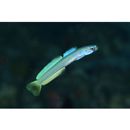 Ptereleotris lineopinnis (Fowler, 1935)