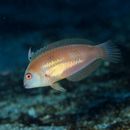 Novaculops sciistius (Jordan et Thompson, 1914)