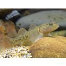 カワヨシノボリ