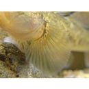 カワヨシノボリ