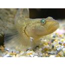 カワヨシノボリ