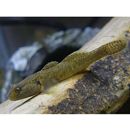 カワヨシノボリ