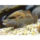 カワヨシノボリ