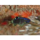 Chrysiptera brownriggii (Bennett, 1828)