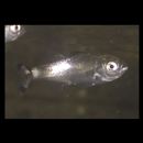 Kuhlia mugil (Forster, 1801)