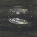 Oedalechilus labiosus (Valenciennes, 1836)