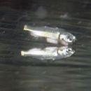 Oedalechilus labiosus (Valenciennes, 1836)