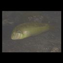 Novaculoides macrolepidotus (Bloch, 1791)