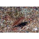 Siganus fuscescens (Houttuyn, 1782)