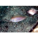 Teixeirichthys jordani (Rutter, 1897)