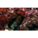 Ecsenius namiyei (Jordan et Evermann, 1902)