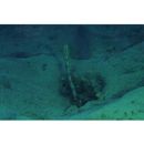 Xiphasia setifer Swainson, 1839