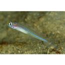 Vanderhorstia cyanolineata Suzuki et Chen, 2013