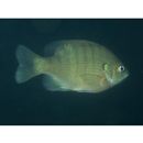 Lepomis macrochirus macrochirus Rafinesque, 1819