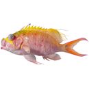 Odontanthias unimaculatus (Tanaka, 1917)