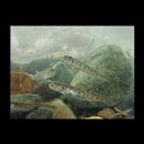 Oncorhynchus keta (Walbaum, 1792)