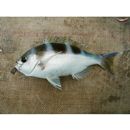 Paracaesio kusakarii Abe, 1960