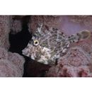 Stephanolepis cirrhifer (Temminck et Schlegel, 1850)