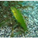 Cymolutes torquatus (Valenciennes, 1840)