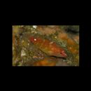 Plectranthias winniensis (Tyler, 1966)