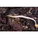 Cosmocampus banneri (Herald et Randall, 1972)