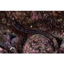 Phoxocampus diacanthus (Schultz, 1943)