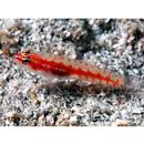 Eviota shimadai Greenfield et Randall, 2010