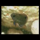 Chrysiptera biocellata (Quoy et Gaimard, 1825)