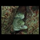 Gymnothorax pictus (Ahl, 1789)