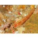 Trimma taylori Lobel, 1979