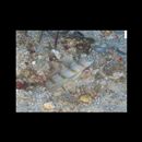 Vanderhorstia kizakura Iwata, Shibukawa et Ohnishi, 2007